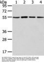 TUBA1C Antibody