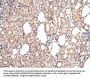 CDK8 Antibody