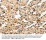 S100A14 Antibody