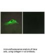 COL4A5 Antibody