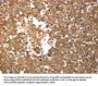 SLC22A6 Antibody