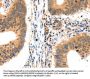 LRPPRC Antibody