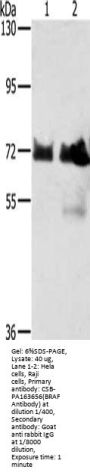 BRAF Antibody