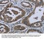 GNG2 Antibody