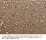 GNG2 Antibody