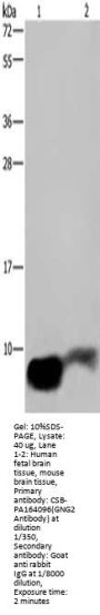GNG2 Antibody