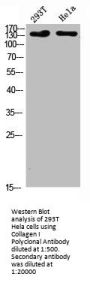 COL1A2/COL1A1 Antibody