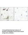 PTGS1 Antibody