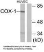 PTGS1 Antibody