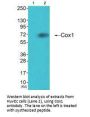PTGS1 Antibody