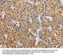 APLNR Antibody
