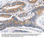 APLNR Antibody