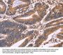 S100A13 Antibody
