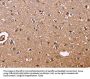 S100A13 Antibody