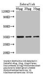 SOX2 Antibody