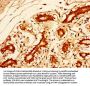 SOX2 Antibody