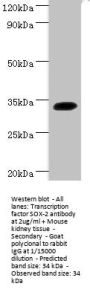 SOX2 Antibody