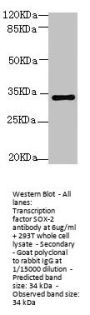 SOX2 Antibody