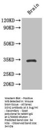 SOX2 Antibody