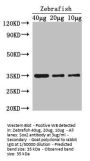 SOX2 Antibody