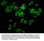 SOX2 Antibody