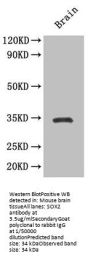 SOX2 Antibody