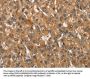 APOA1BP Antibody