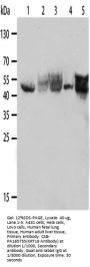 KRT19 Antibody