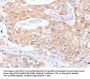 SCARB1 Antibody