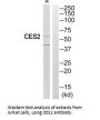 CES2 Antibody