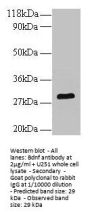 Bdnf Antibody