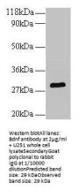 Bdnf Antibody