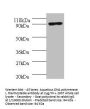 polA Antibody