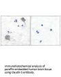 CLDN5 Antibody