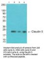 CLDN5 Antibody