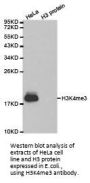 Histone H3K4me3 Antibody