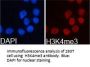 Histone H3K4me3 Antibody
