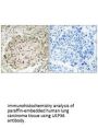USP36 Antibody