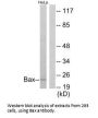 BAX Antibody
