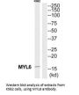 MYL6 Antibody