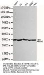 ANXA5 Antibody