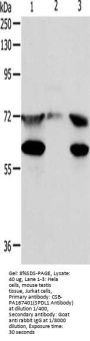 SPDL1 Antibody