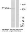 STAG3 Antibody