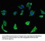TLR7 Antibody