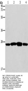 CASP14 Antibody