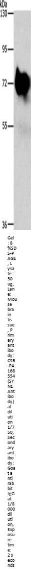 SYN1 Antibody