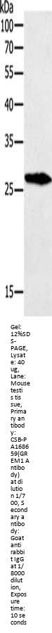 GREM1 Antibody