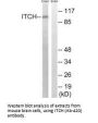 ITCH (Ab-420) Antibody