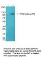 ITCH (Ab-420) Antibody