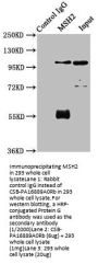 MSH2 Antibody